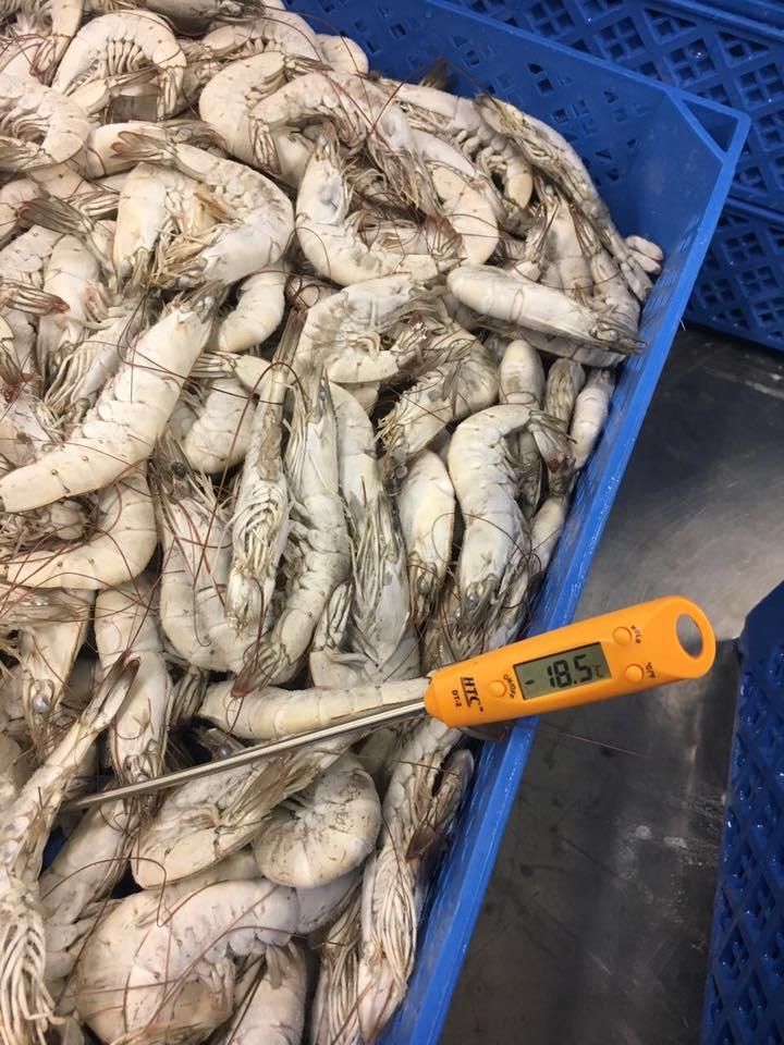 frozen cuttlefish