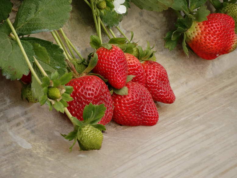 Fresh Strawberry