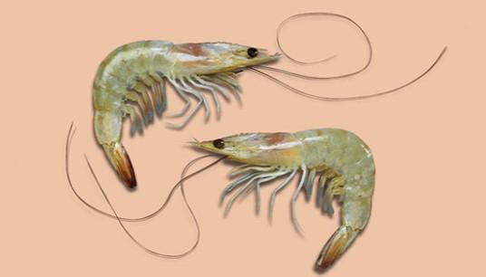 Shrimp