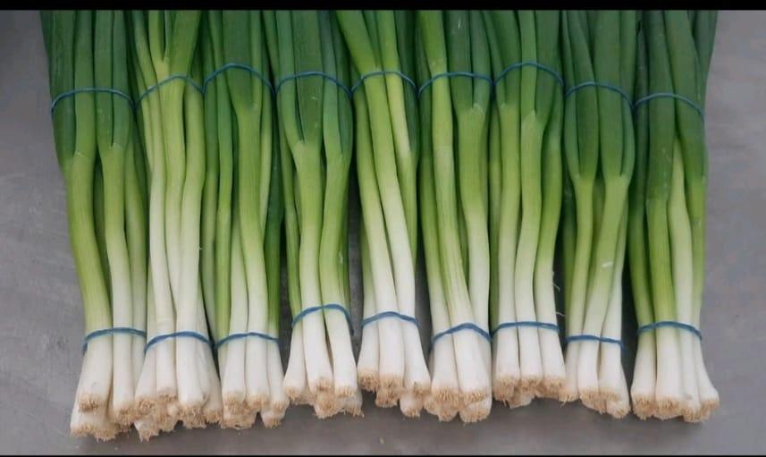 Premium Spring Onion