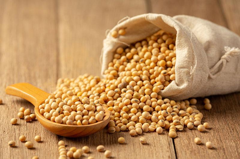 Soy Beans