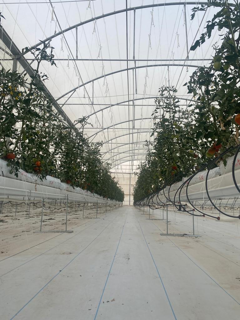 cherry tomato