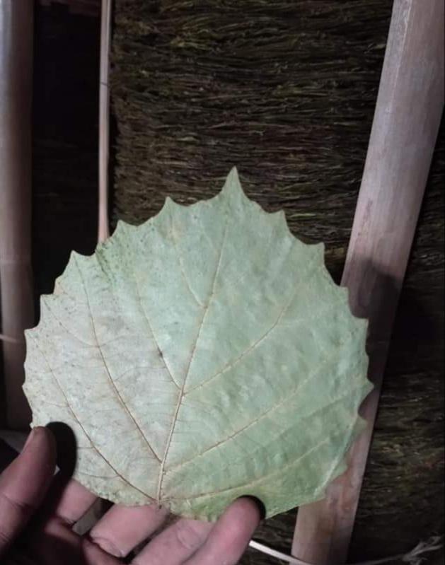 Cordia Leaf/Palm Leaf