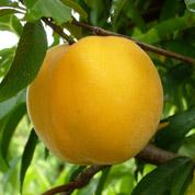 Pluot