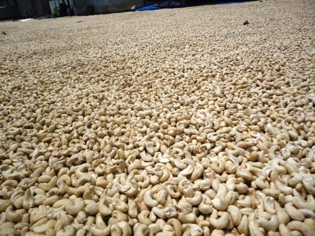 Cashew Nut