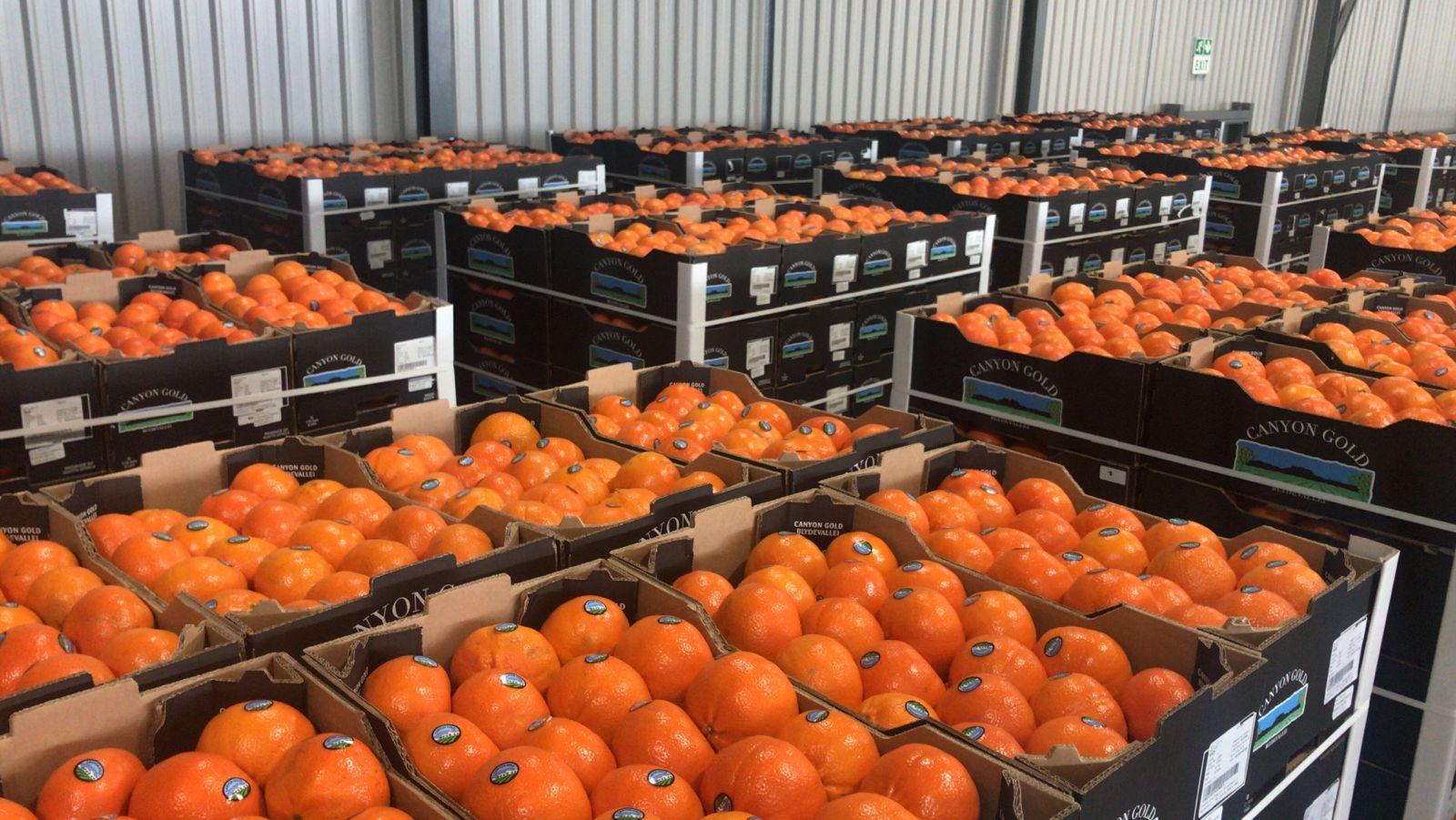 Oranges