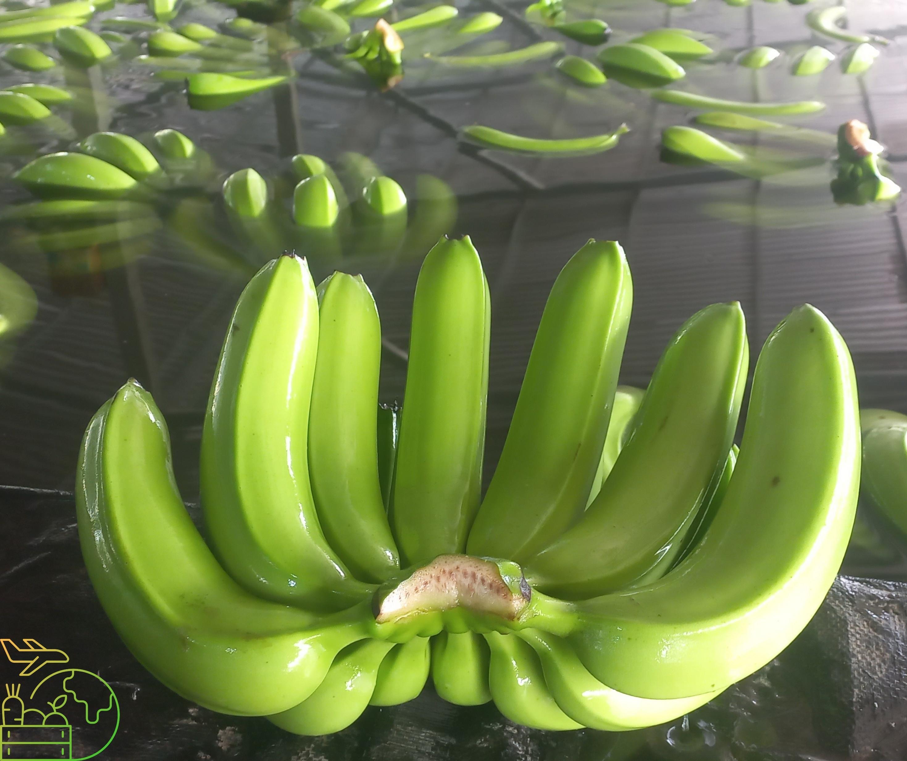 Banana Cavendish