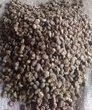 Arabica Coffee