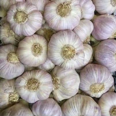 High Quality Top Premium Garlic