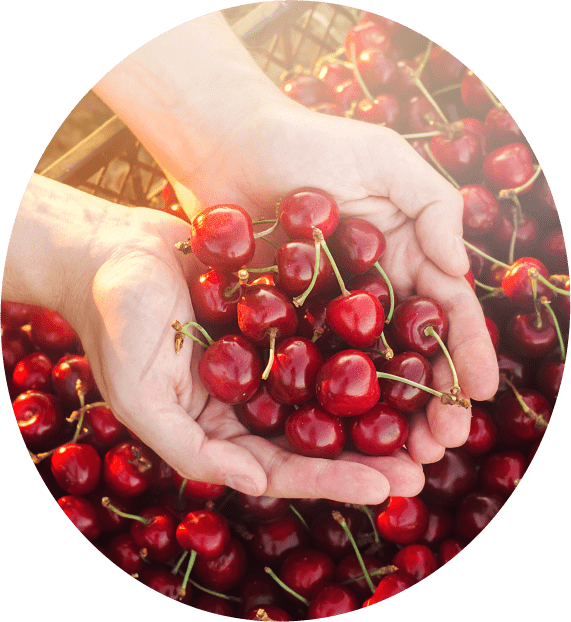 Cherry