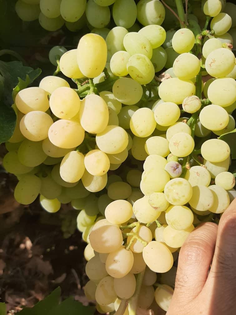 Fresh Grapes