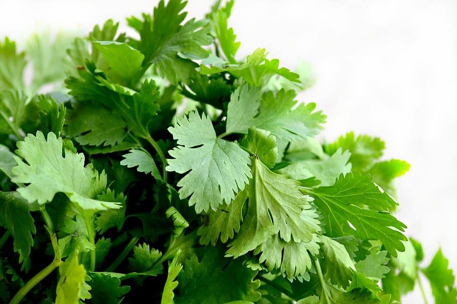 oregano