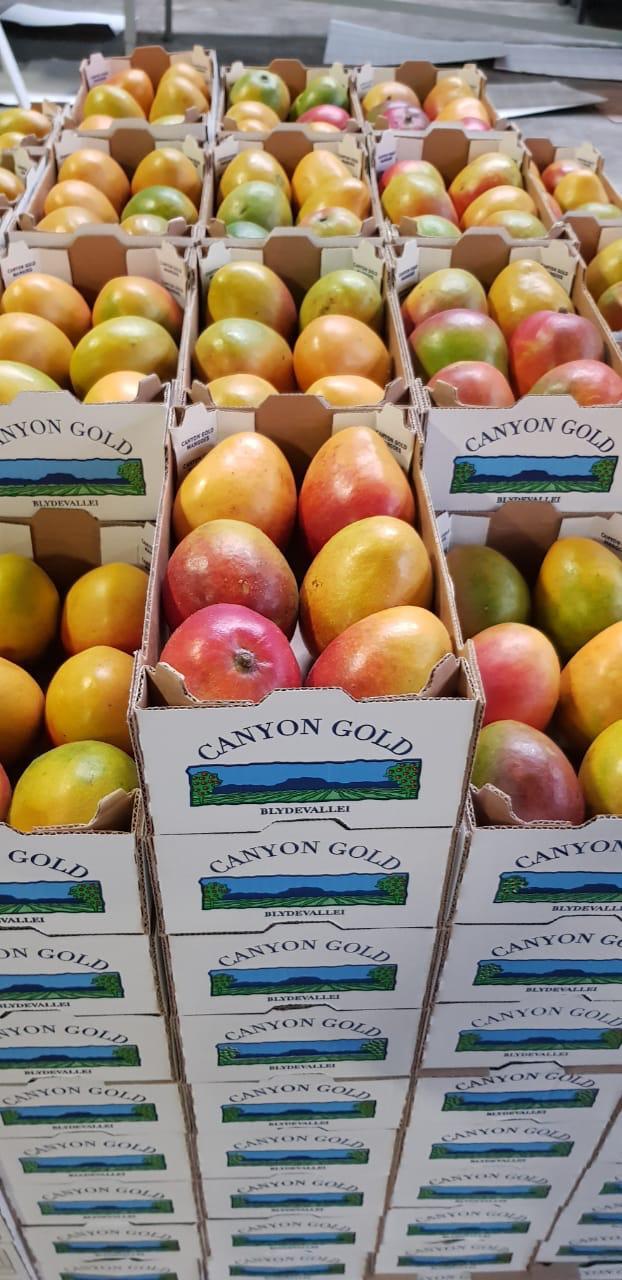 Mango