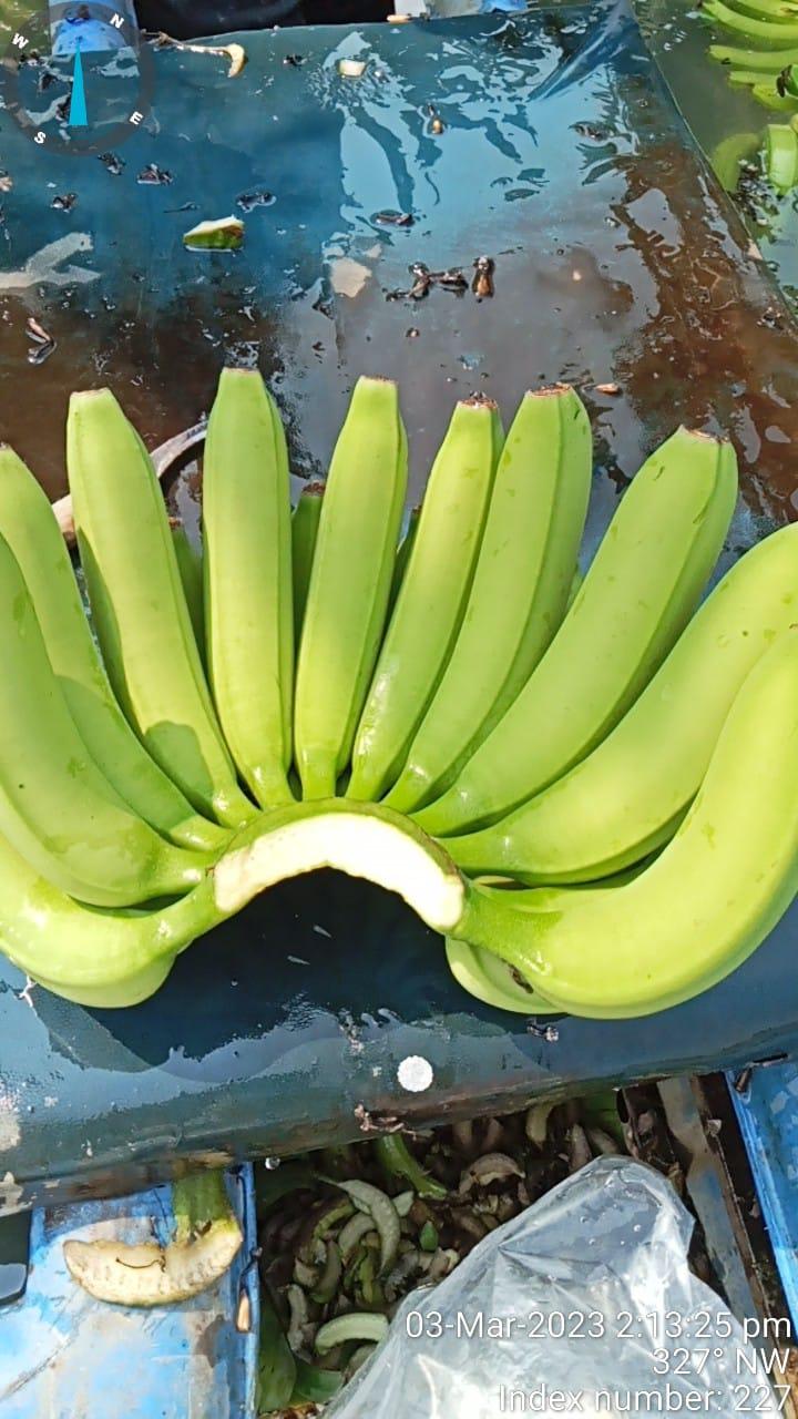 Fresh Cavendish Banana
