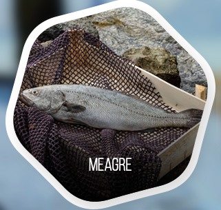 Meagre