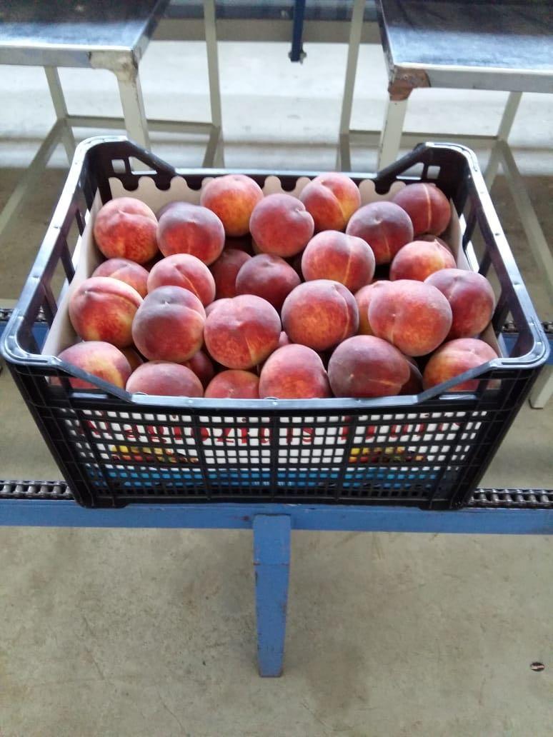 Fresh Peaches