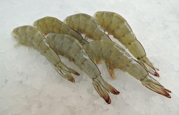 Pacific White Shrimp