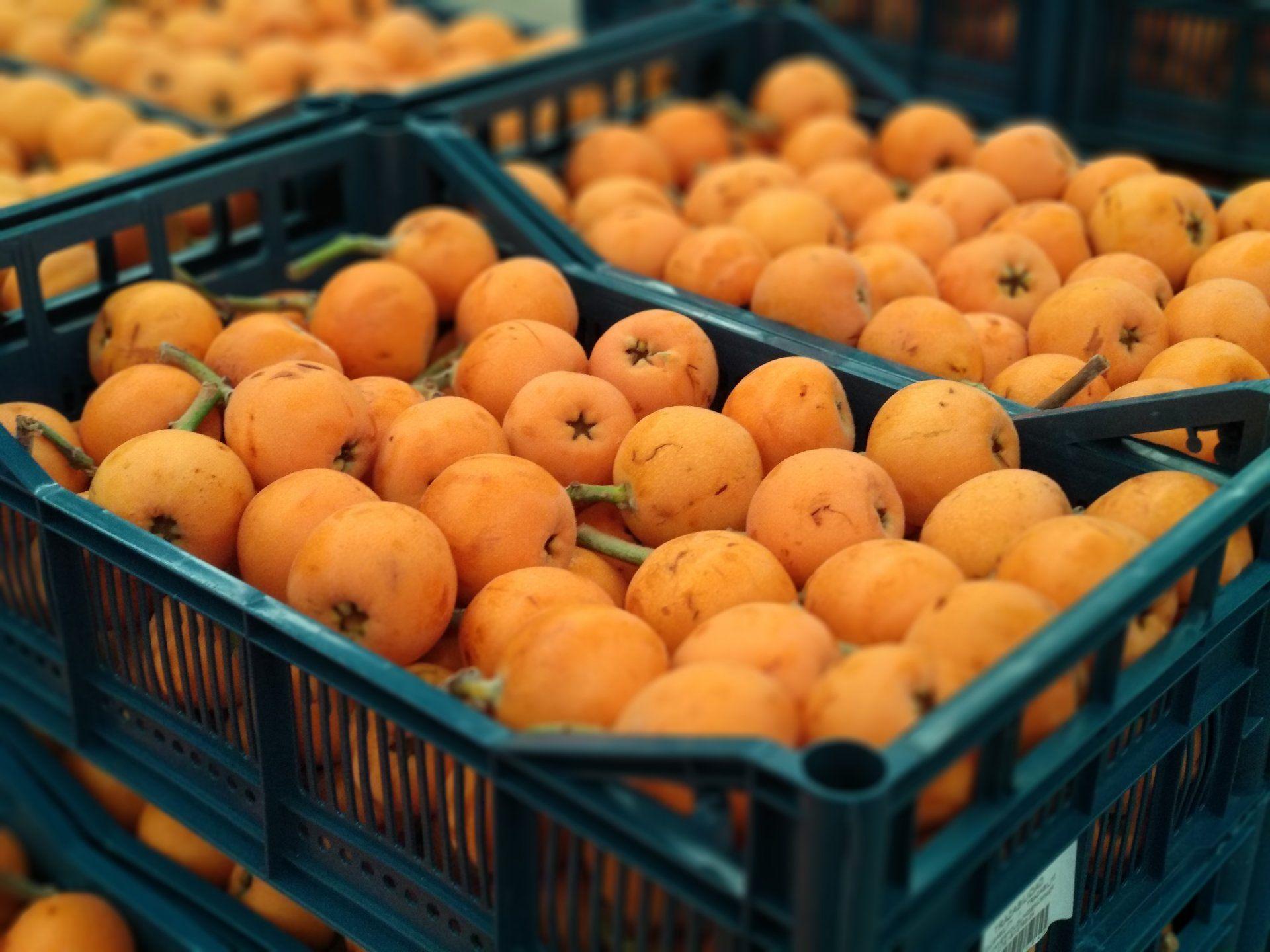 Loquats