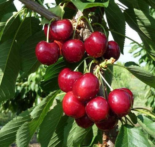 fresh cherry