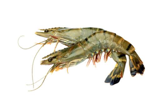 Fresh Shrimp