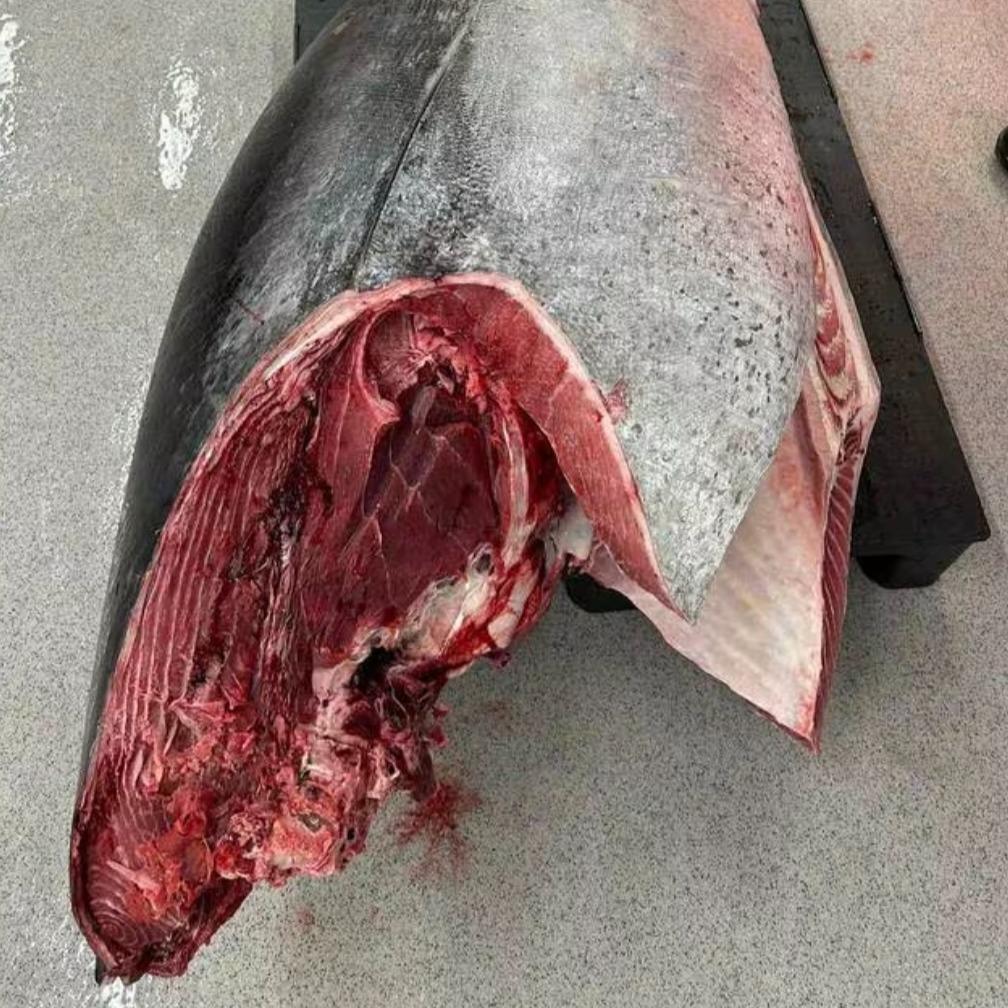 Wild Bluefin Tuna