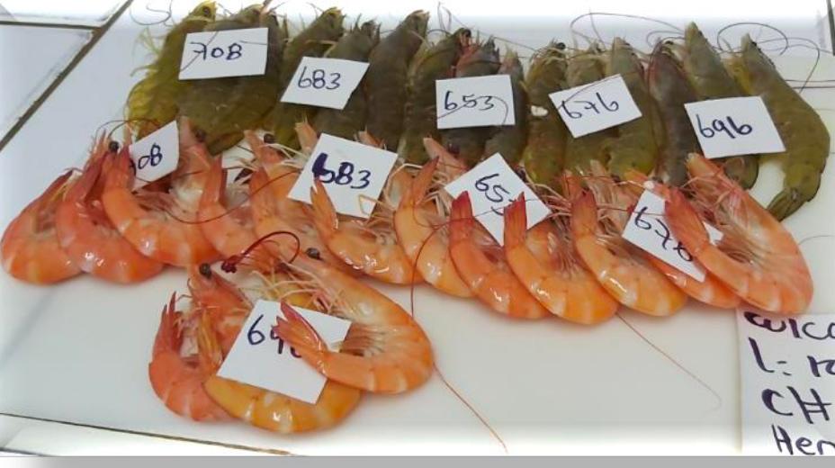 Frozen Shrimp