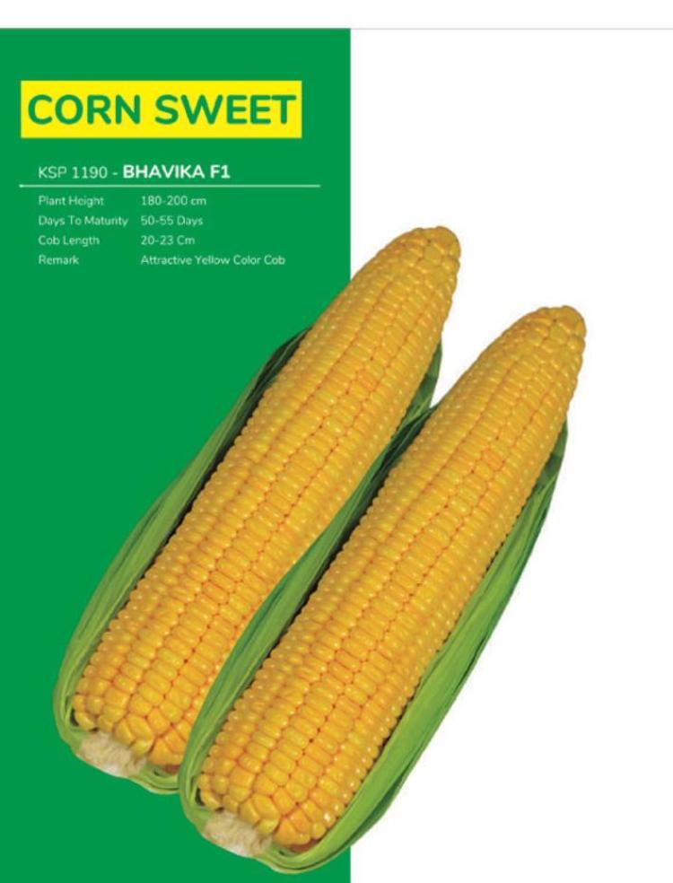 Sweet corn