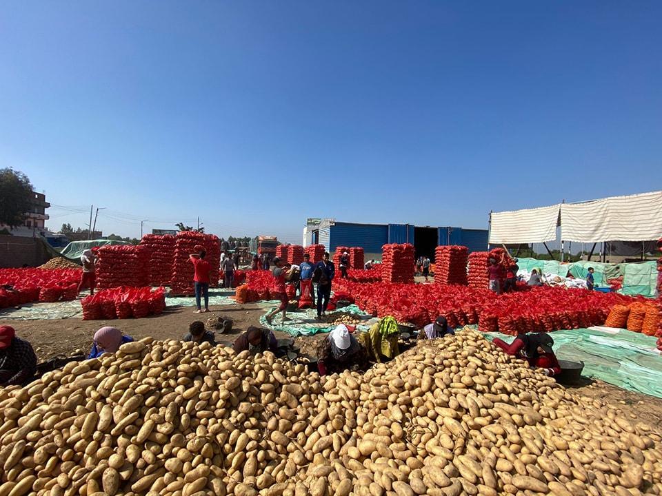 Potato