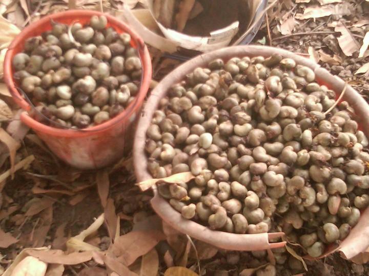 Cashew nuts