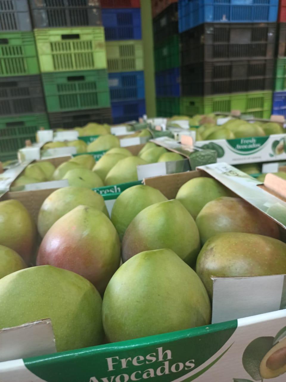 Mango