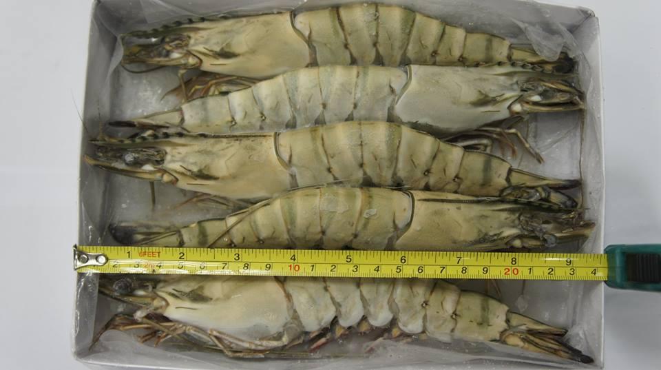 Black tiger Shrimp