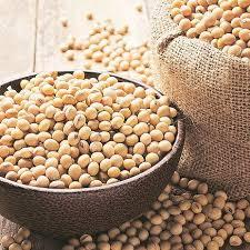 NON MGO Soya Beans