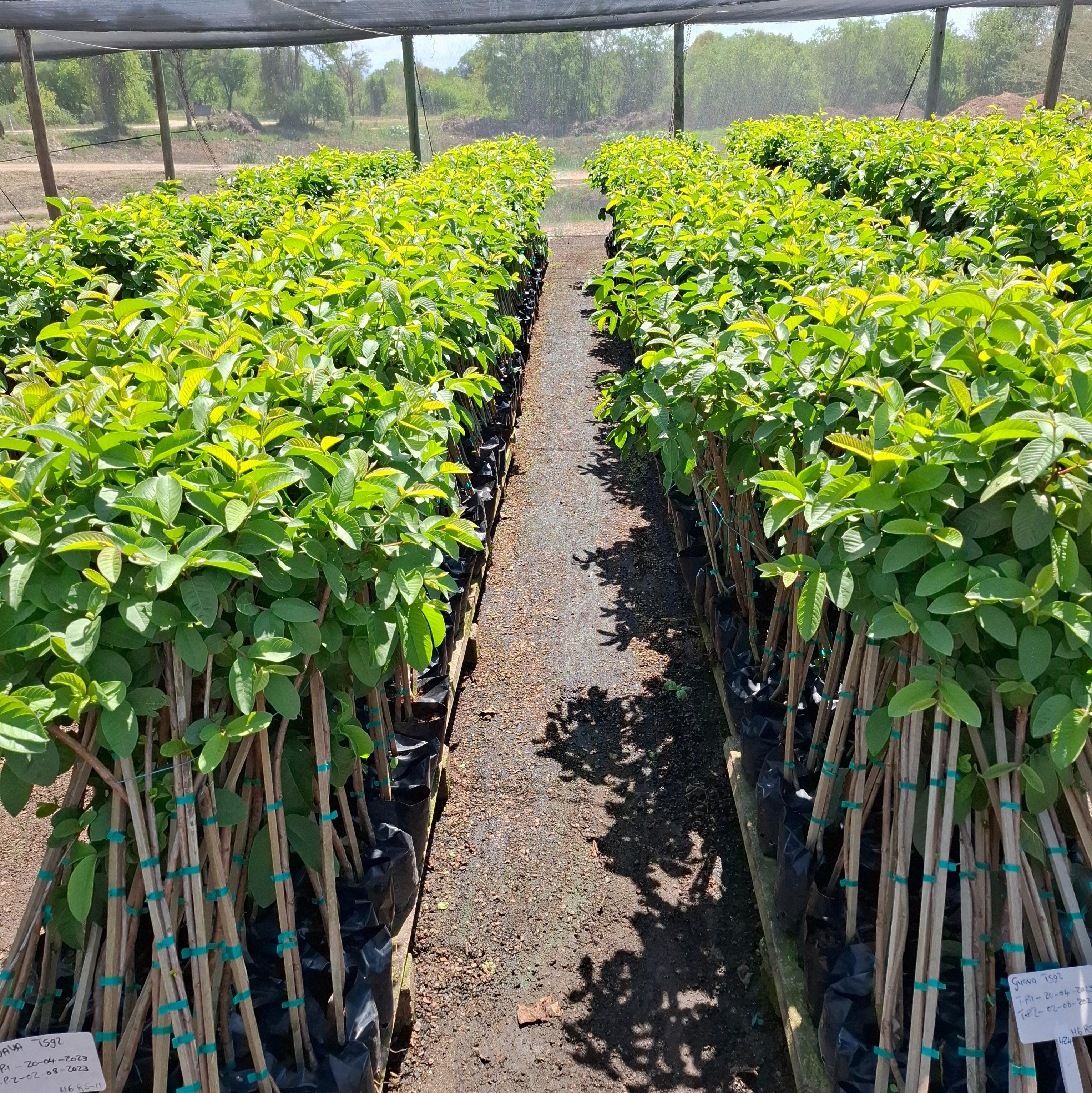 Field Ready Guava Tree