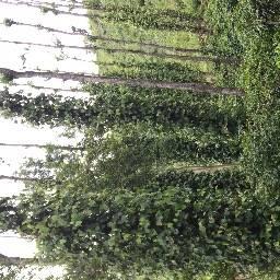 Organic Black Pepper