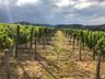 VITIVALOR WINES