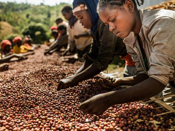 SOCIÉTÉ COOPÉRATIVE AVEC CONSEIL D’ADMINISTRATION DJOUMAN DE DUEKOUE
