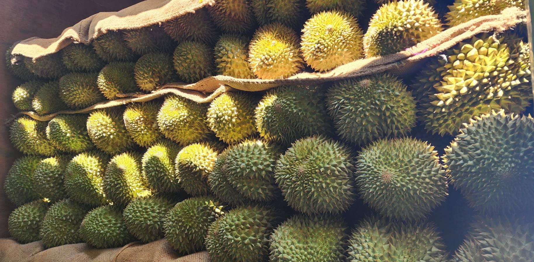 Fresh Durian Monthong