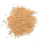 Sinapis alba Linnaeus – Non GMO
