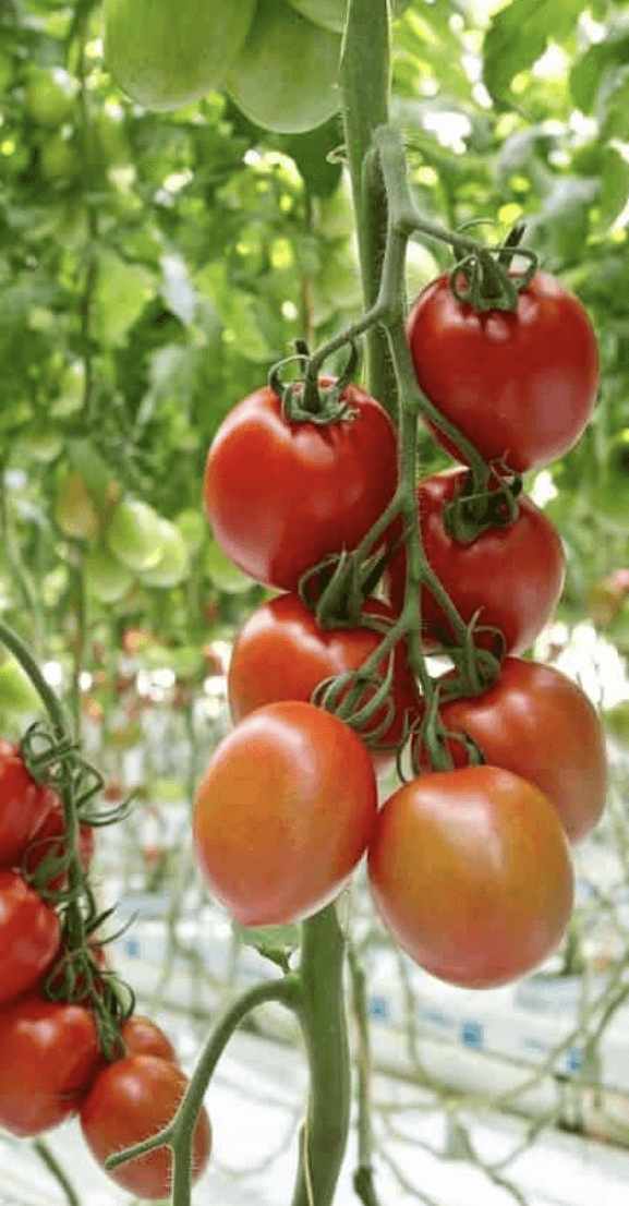 Romindo Tomato