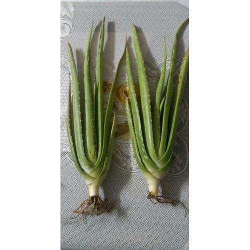 Aloe Vera Baby Plant