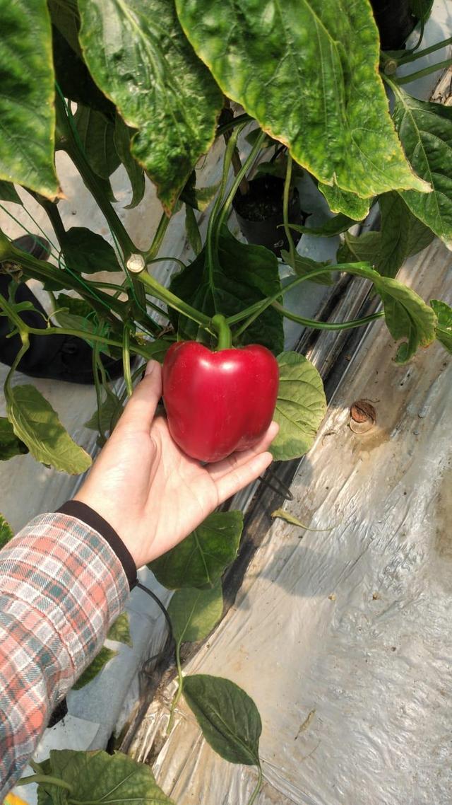 Fresh Paprika / Bellpepper