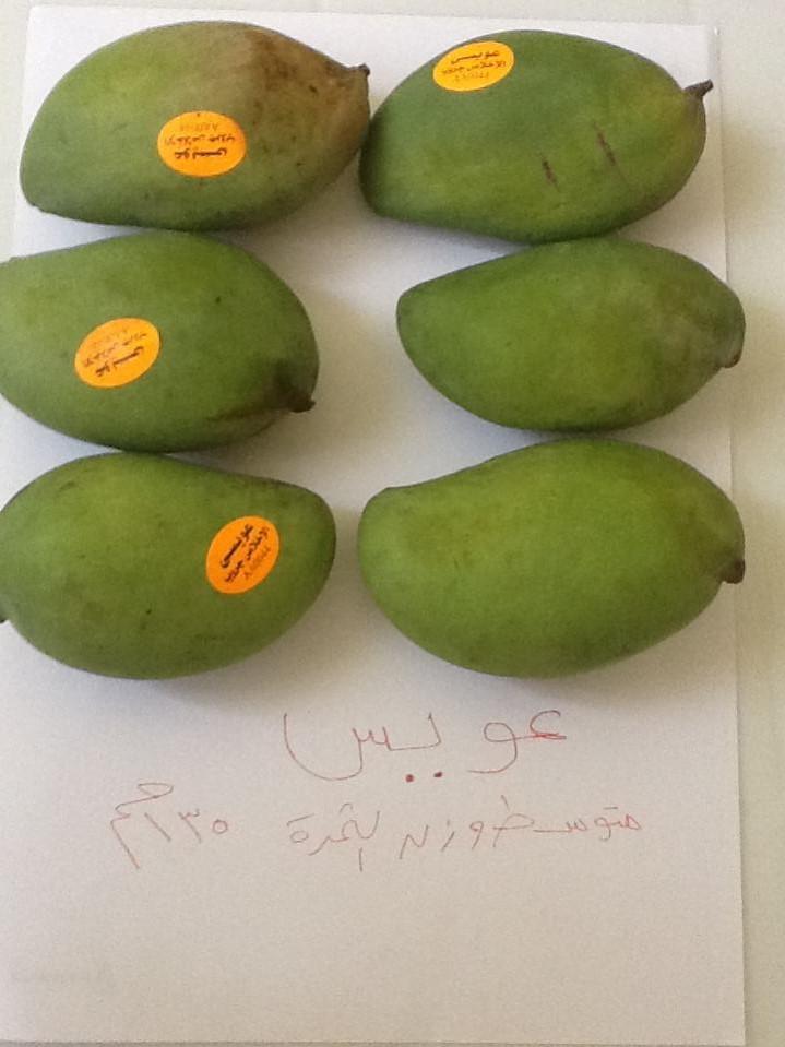 Mango