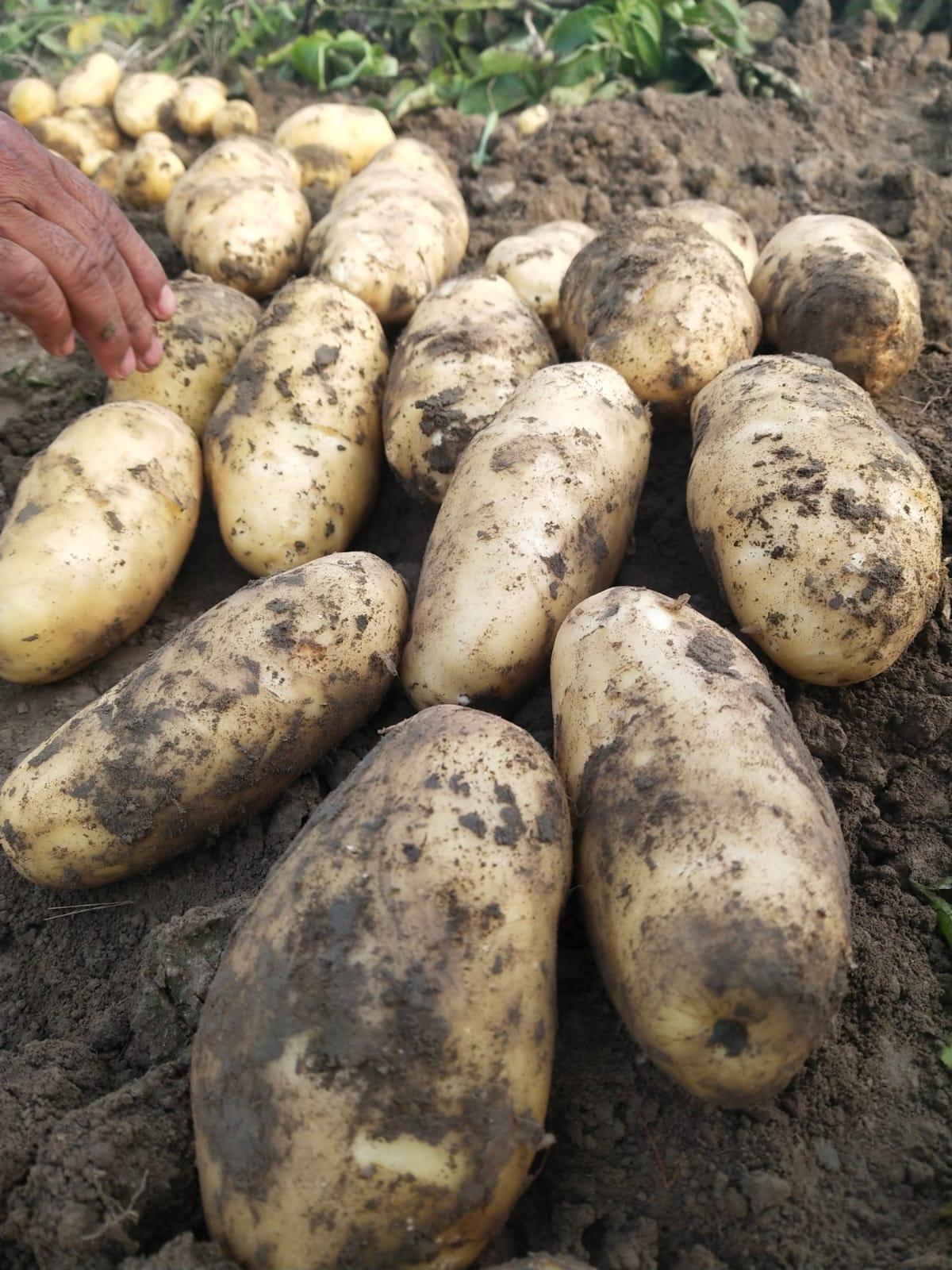 Fresh Potatoes