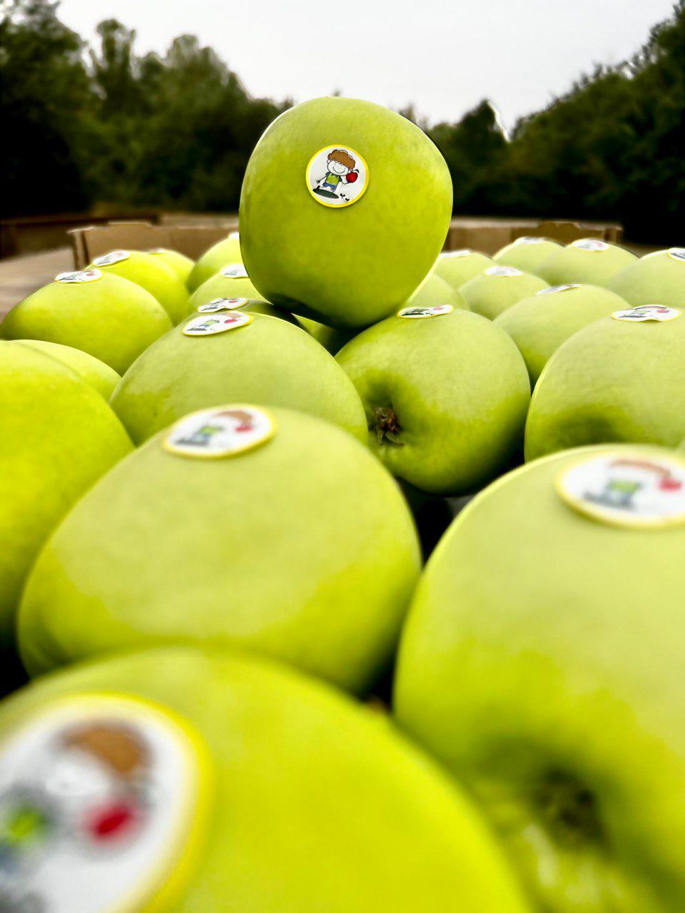 Apple Delbar Estivale