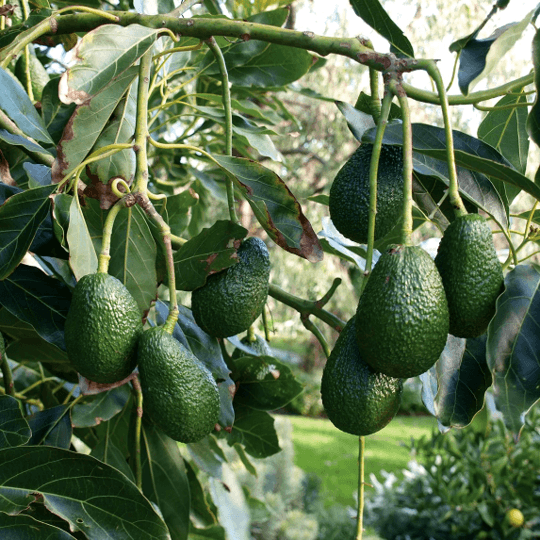 Hass Avocado