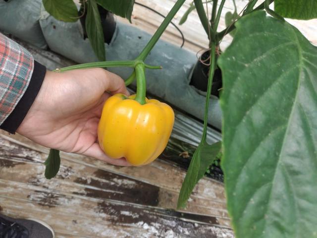 Fresh Paprika / Bellpepper Yellow