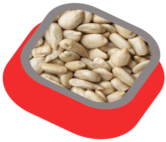 Sunflower Seed