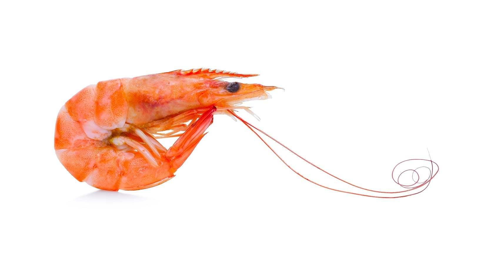 Prawn