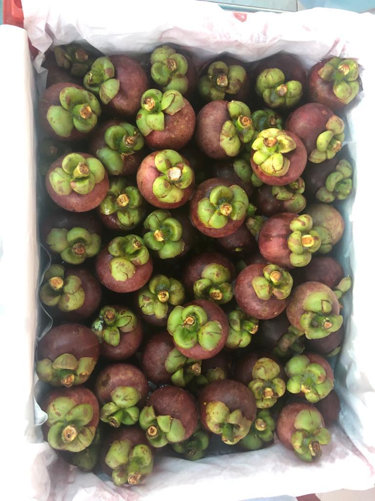 Mangosteen