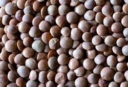 Organic Red Lentils